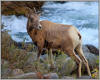 Big horn sheep