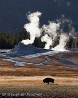 Bison among the geysers