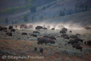 Bison on the move