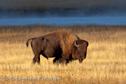 Bison sunrise