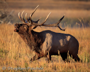 Elk Magnificence