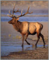 Elk on the river