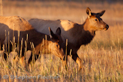 Morning graze