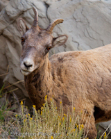 Mountain sheep