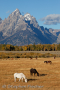 Teton grazing