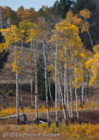 Yellowstone Autumn