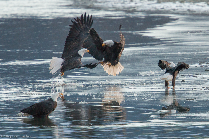 Eagle skrimish