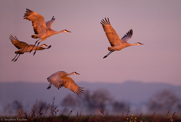 Sandhill Crane morning fly-out