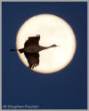 Bosque del Apache