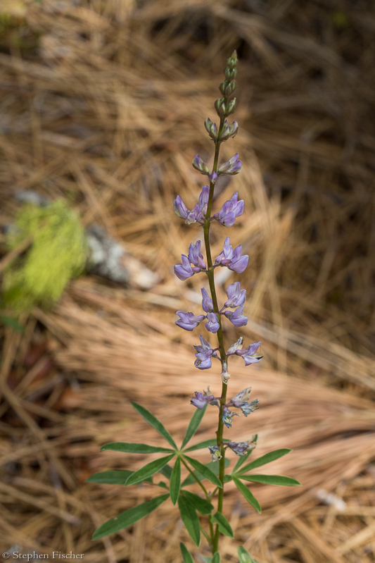 Bush Lupine