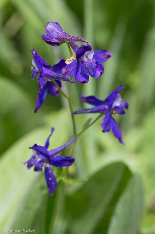 Meadow Larkspur
