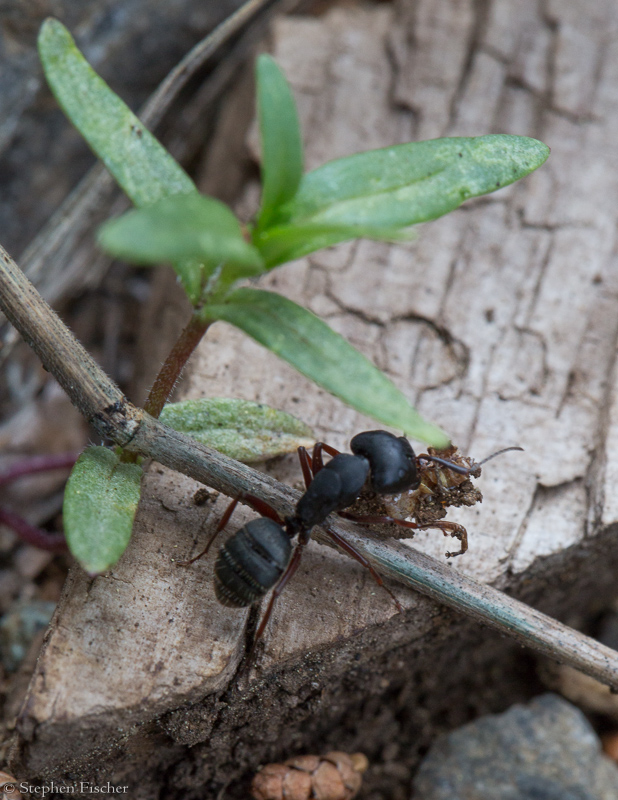 Carpenter ant
