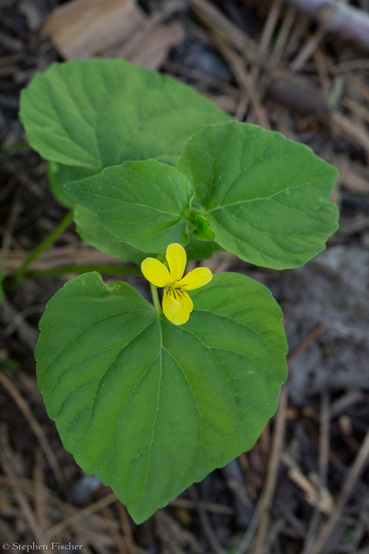 Smooth Yellow Violet