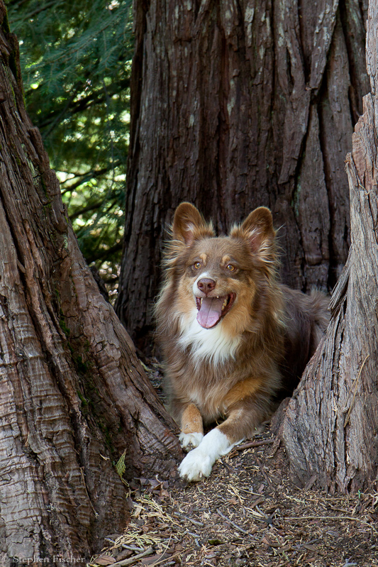 Buddy the gate keeper