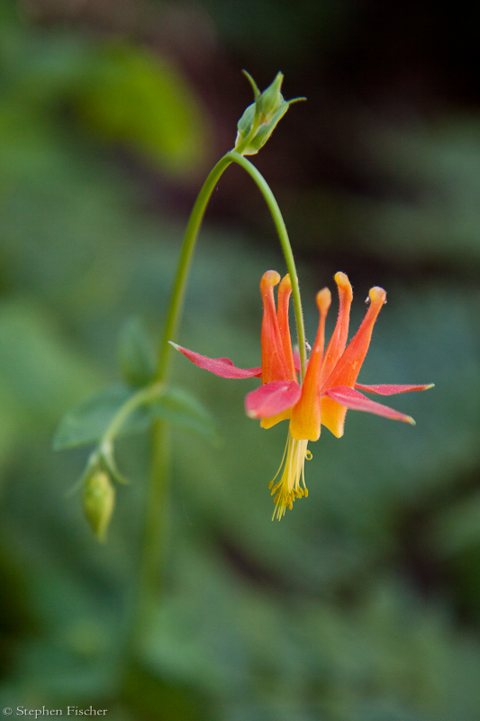 Crimson Columbine