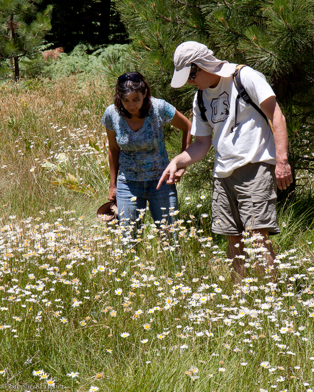 Searching for native bees