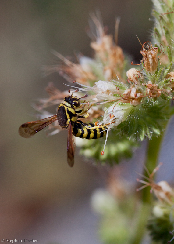 Five-banded Tiphiid Wasp