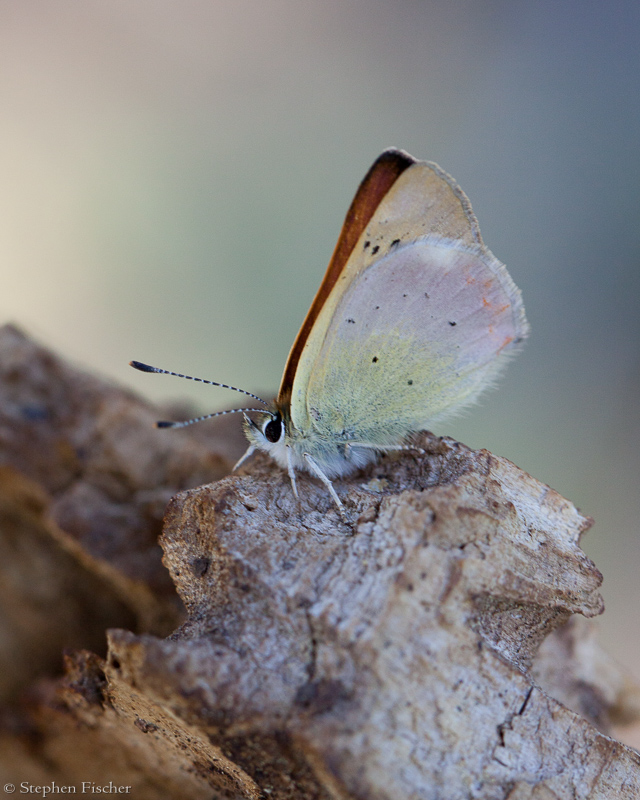 Lilac-bordered Copper