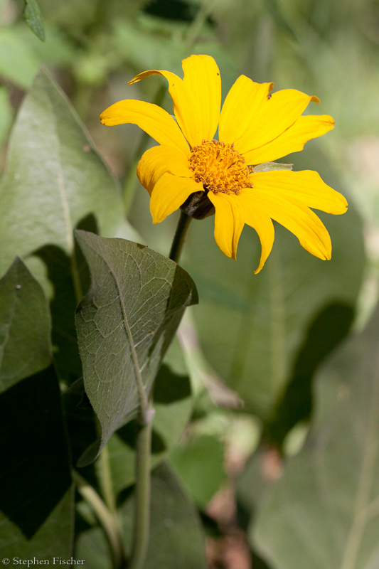 Arrow-leaved Balsam-root