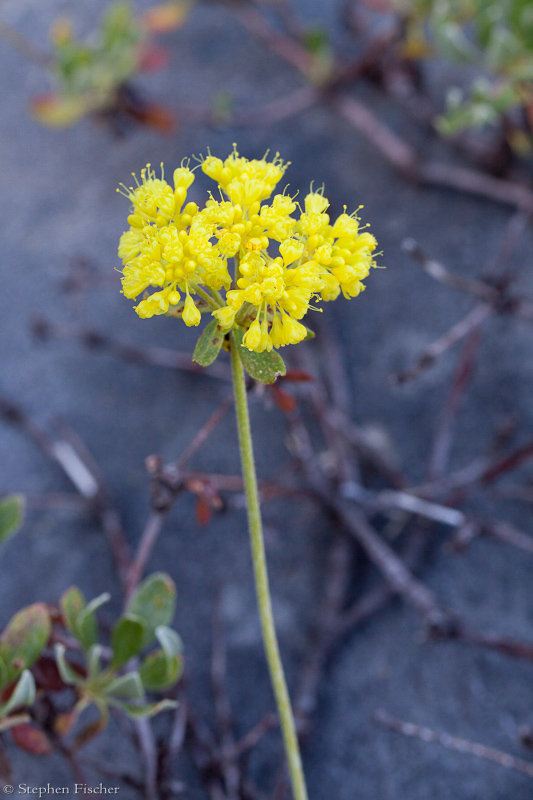 Sulfur Flower