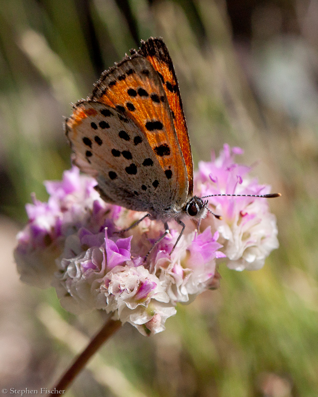 Fritillary on a pussypaw
