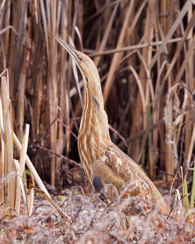 American Bittern in disguise