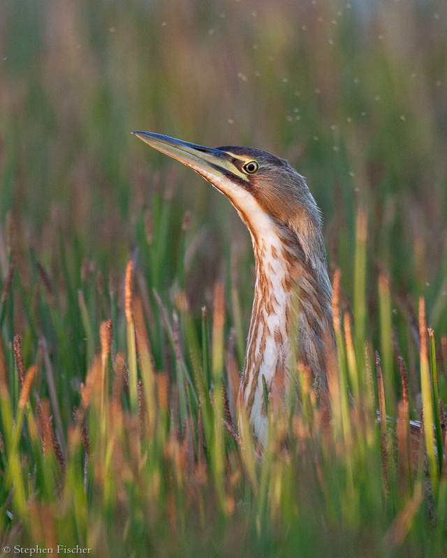 American Bittern