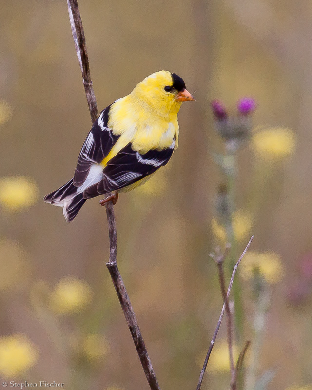 Goldfinch and thistle
