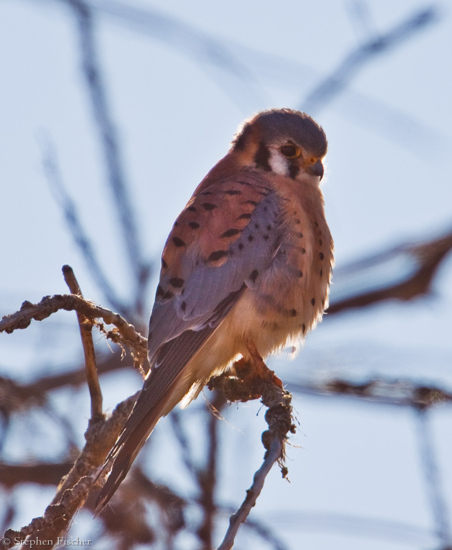 Kestrel in afternoon sun