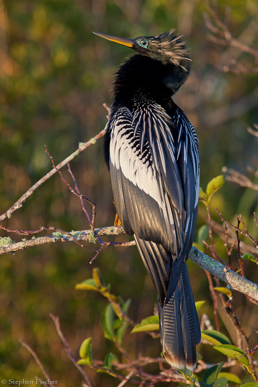 Anhinga in full regalia