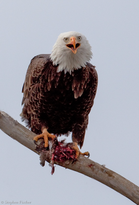 Bald Eagle and its kill