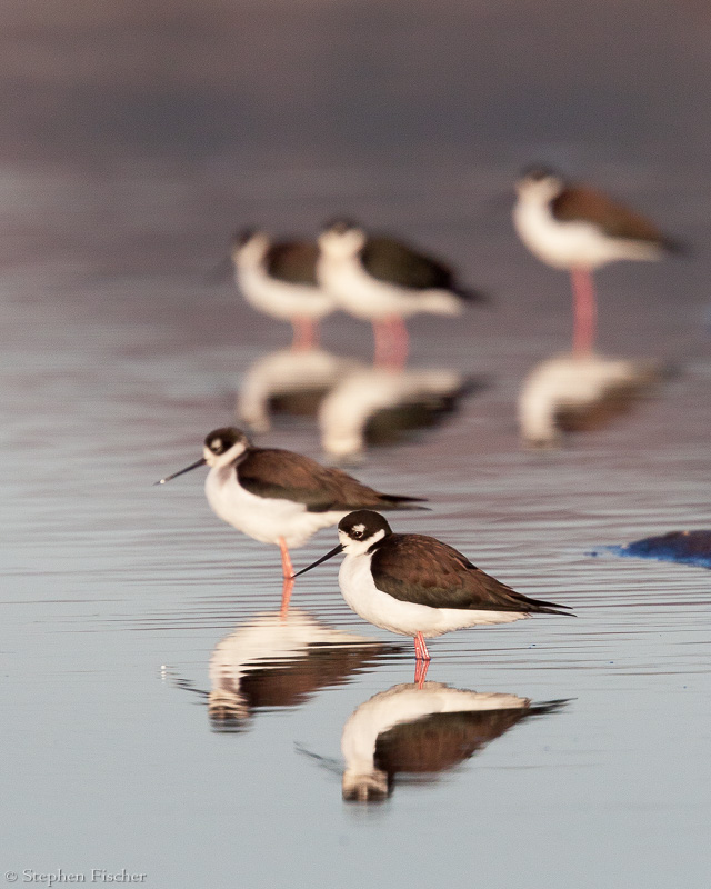 Black-necked Stilts