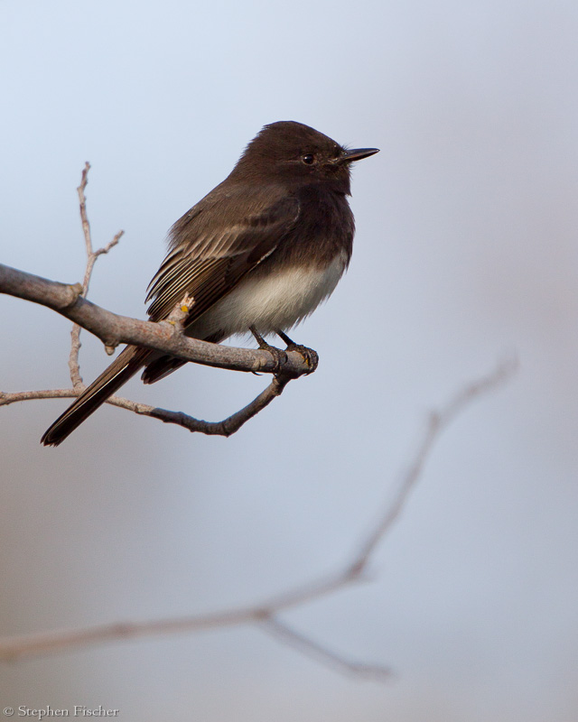 Black Phoebe with blue sky