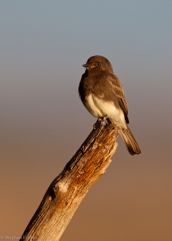 Black phoebe glow