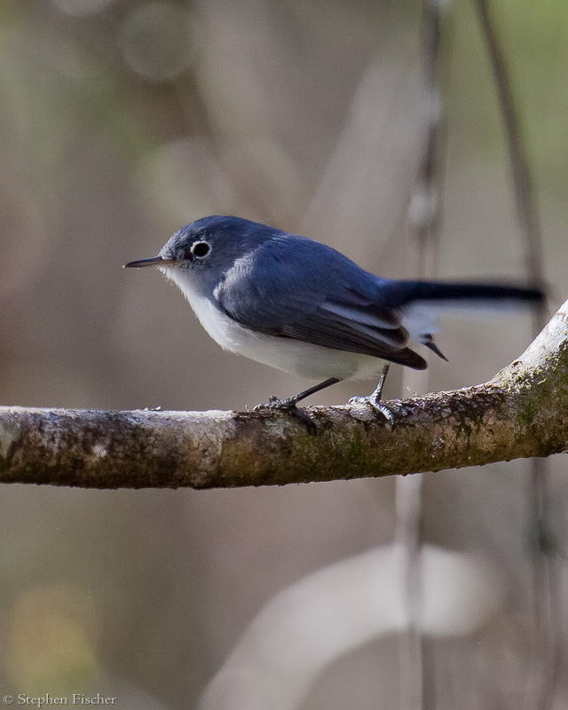 Blue-gray gnatcatcher