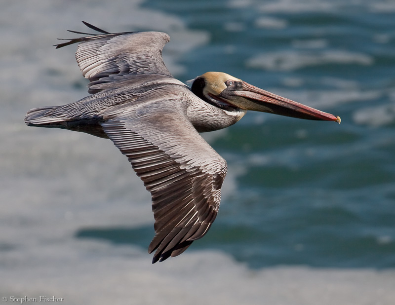 Brown Pelican in flight