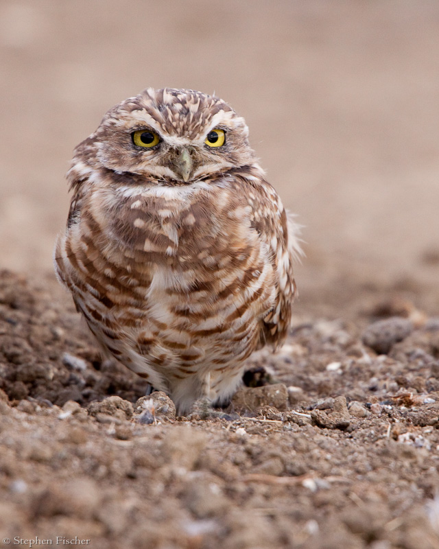 Burrowing Owl