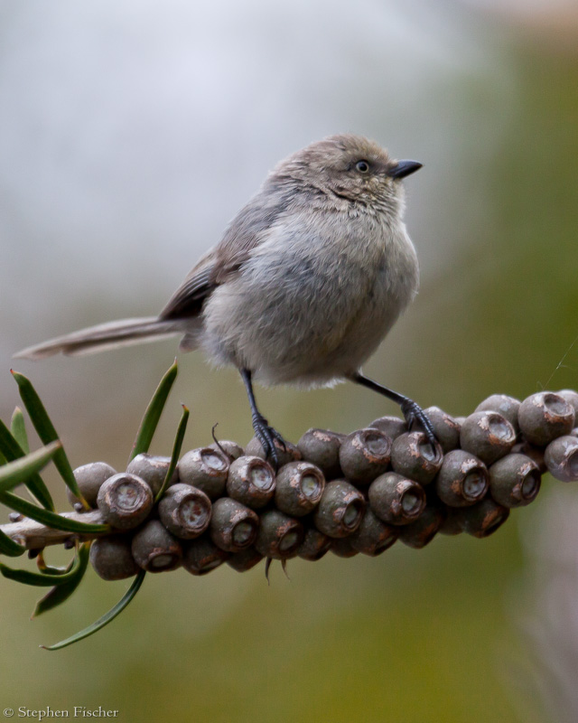 Bushtit perch