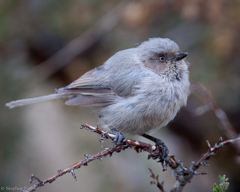 Bushtit puffball