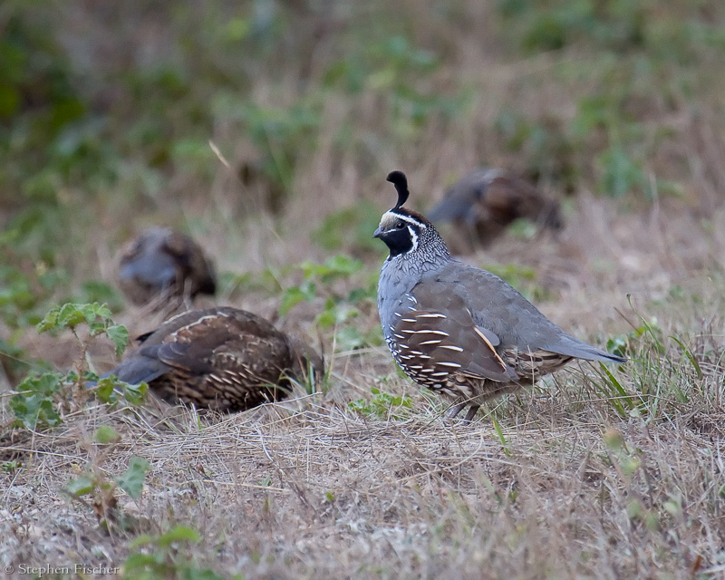 California Quail