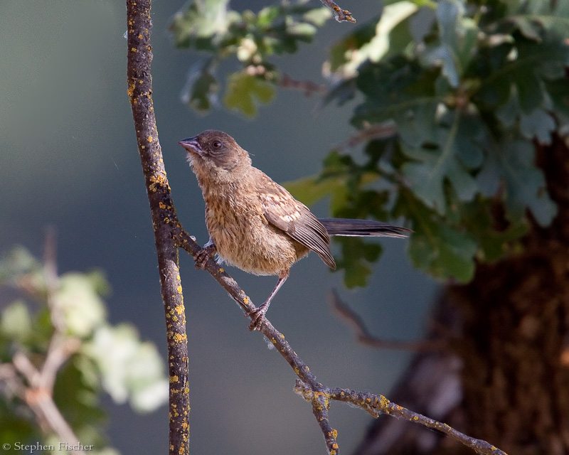 California Towhee