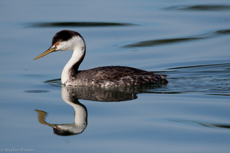 Clarks Grebe