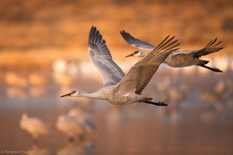 Cleared for landing
