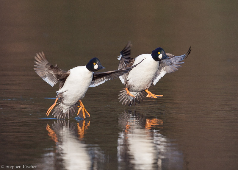 Goldeneye touchdown