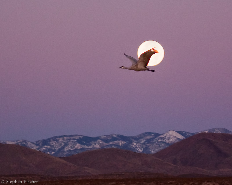 Crane and the moon