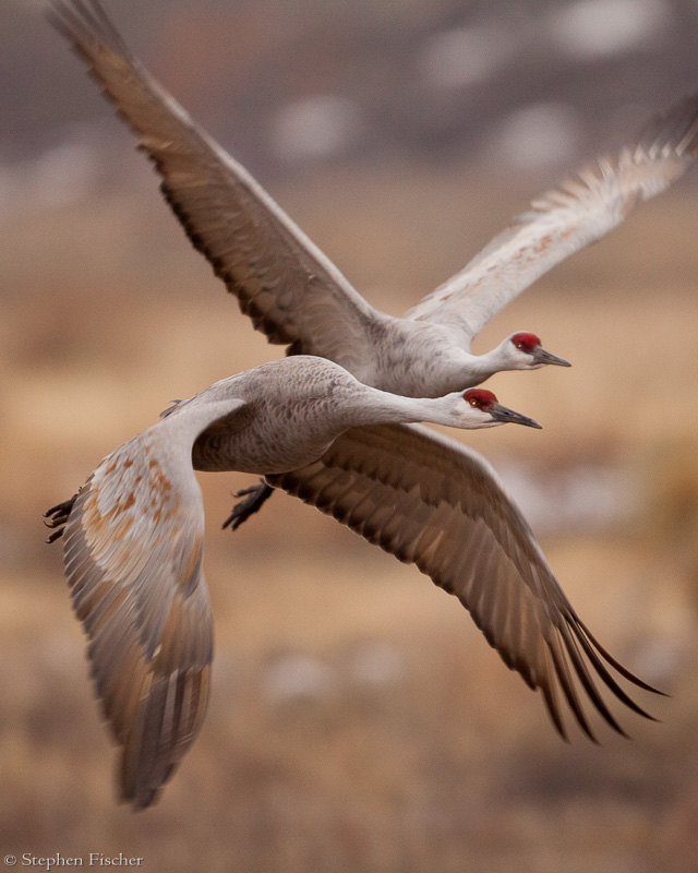 Crane duo