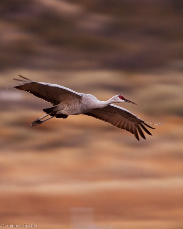 Crane in motion