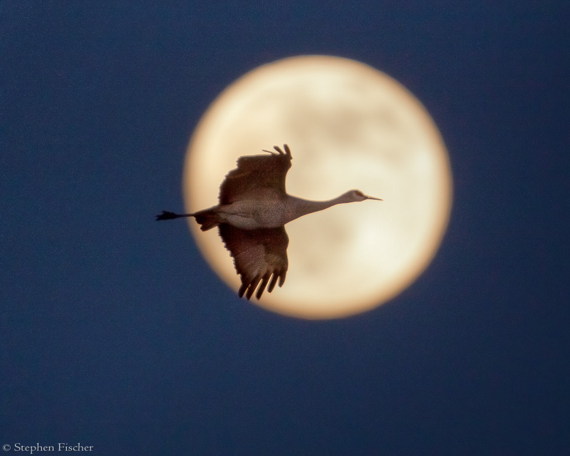 Shoot the moon