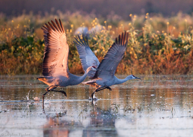 Sandhill Crane take-off