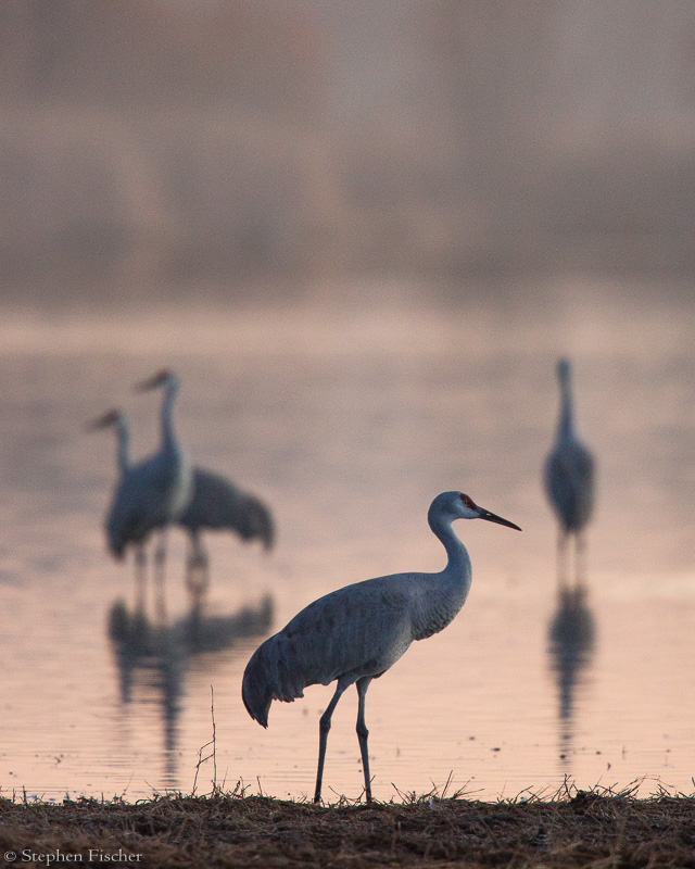 Cranes of mystery